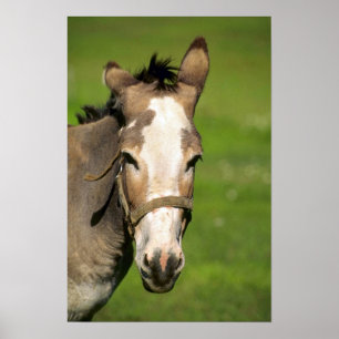 Poster Donkey