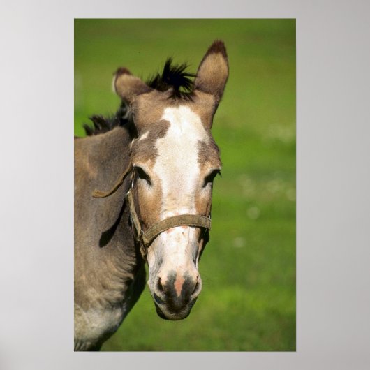 Poster Donkey (Devant)