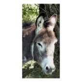 POSTER DONKEY (Devant)