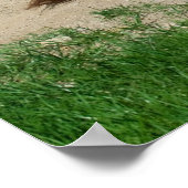 Poster Donkey Avec Bain (Coin)