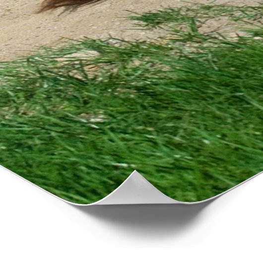 Poster Donkey Avec Bain (Coin)