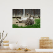 Poster Donkey Avec Bain (Cuisine)