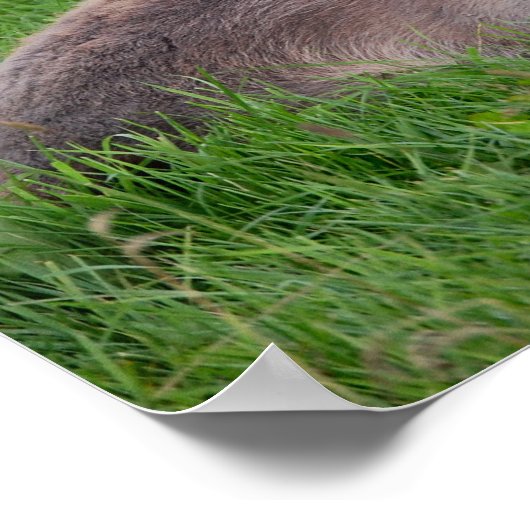 Poster Donkey Dans L'Herbe (Coin)