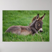 Poster Donkey Dans L'Herbe (Devant)