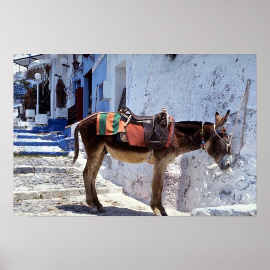 Poster Donkey, Fira Santorini, Grèce (Devant)