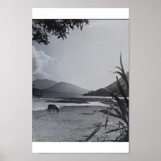 Poster Donkey on Shoreline, 1960 Achill Island Irlande (Devant)