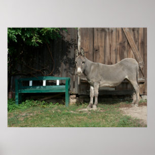 Poster Donkey Sucré Dans Le Jardin