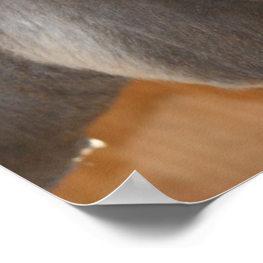 Poster Donkey Thouses Animal de ferme (Coin)