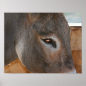 Poster Donkey Thouses Animal de ferme (Devant)