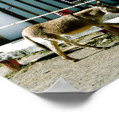 Poster Donkey Town Oatman Arizona (Coin)