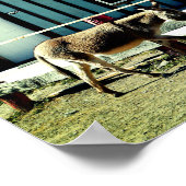 Poster Donkey Town Oatman Arizona (Coin)