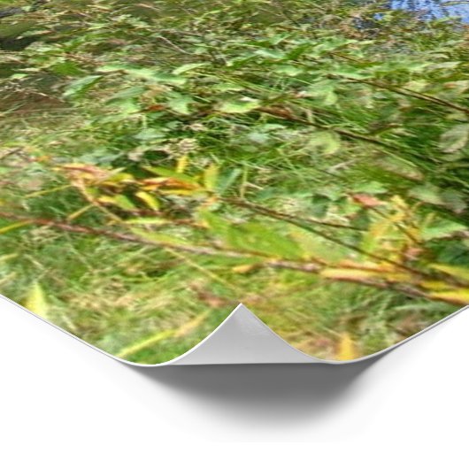 Poster Donner Memorial State Park, Truckee, CA (Coin)