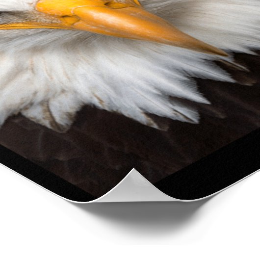 Poster Dont Play With Angry Eagle  (Coin)