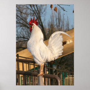 Poster "Doodle Do", Bantam Rooster