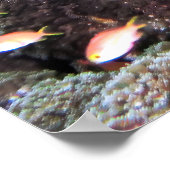 Poster Doofy Turtle (Coin)