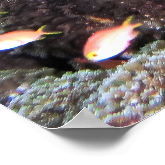 Poster Doofy Turtle (Coin)