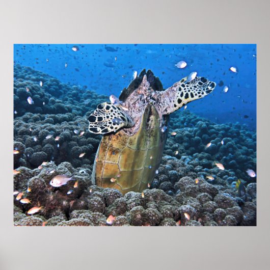 Poster Doofy Turtle (Devant)