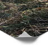 Poster D'or. Colorado (Coin)