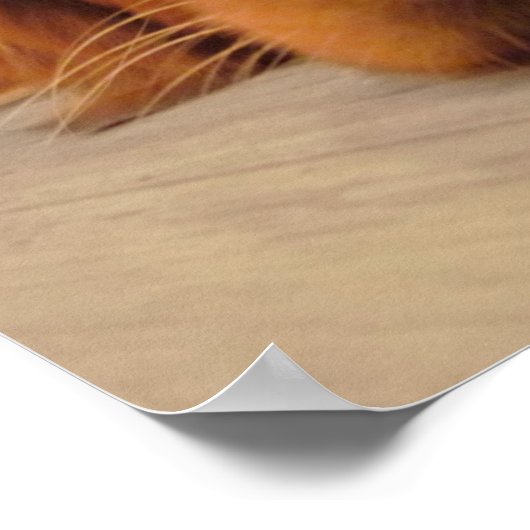 Poster d'or, nez (Coin)