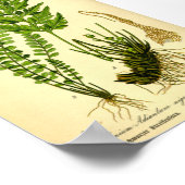 Poster Doradille cheveux-de-Vénus (Asplenium trichomanes) (Coin)