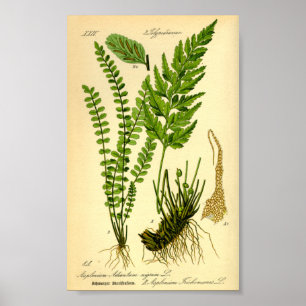 Poster Doradille cheveux-de-Vénus (Asplenium trichomanes)