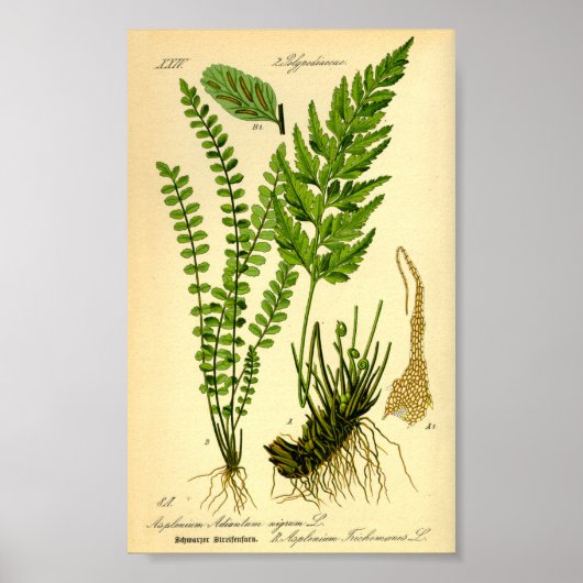Poster Doradille cheveux-de-Vénus (Asplenium trichomanes) (Devant)
