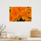 Poster d'Orange Poppies au printemps (Cuisine)