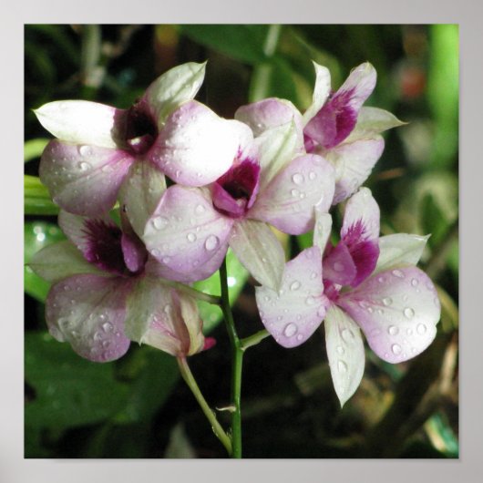 Poster d'Orchideas (Devant)