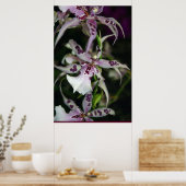 Poster d'orchidée Beallara -24x36 -autres tailles  (Cuisine)