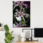 Poster d'orchidée Beallara -24x36 -autres tailles  (Bureau à domicile)