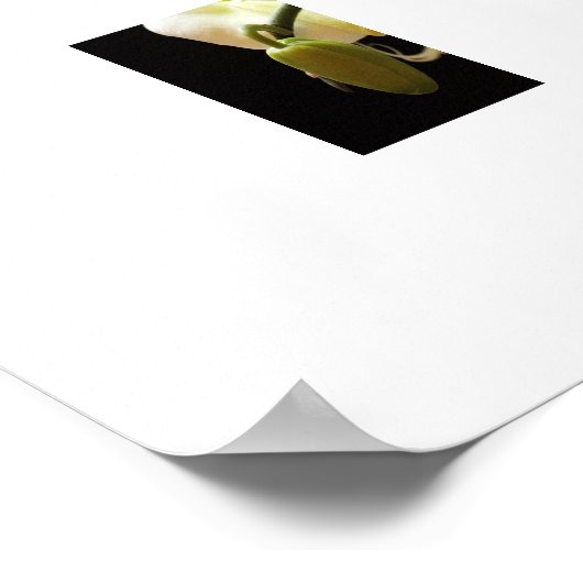 Poster d'orchidées blanches (Coin)