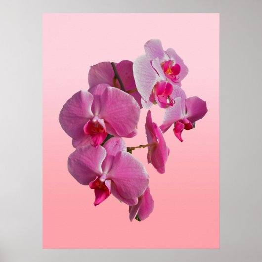 Poster d'orchidées roses (Devant)