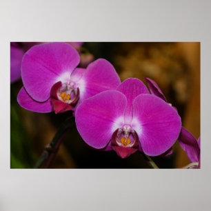 Poster d'orchidées roses chaudes