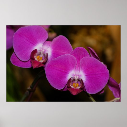 Poster d'orchidées roses chaudes (Devant)