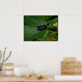 Poster Dorcus parallelipipedus, le moindre dendroctone du (Cuisine)