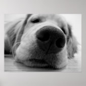 Poster Doré (Devant)