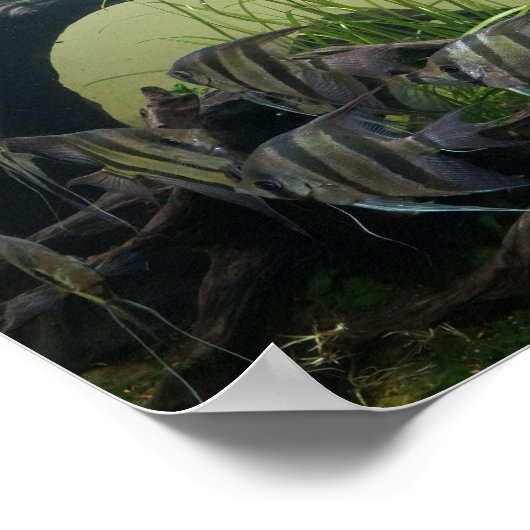 Poster d'orinoco (Coin)