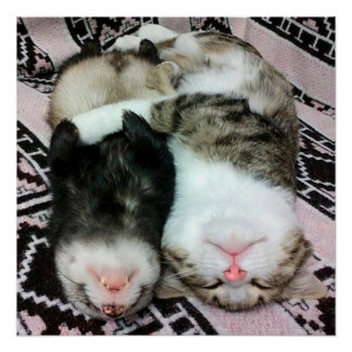 Poster Dormir de furet et de chat