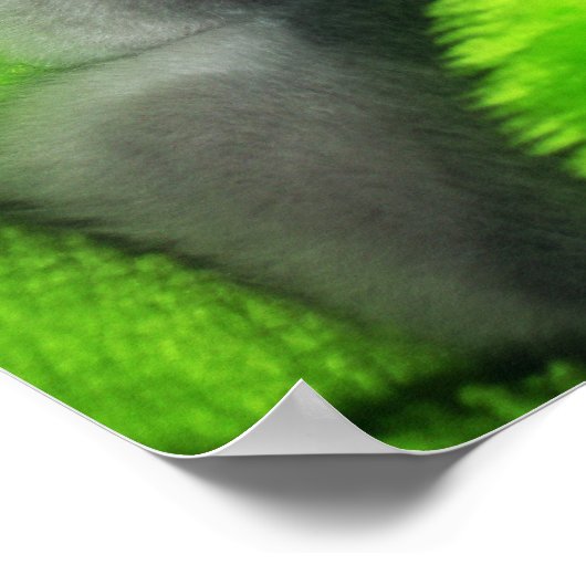 Poster Dormir Kitty (Coin)