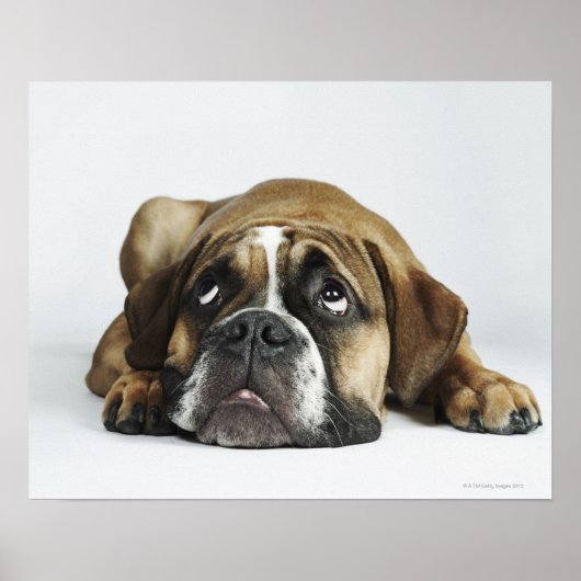 Poster Dorset Old Tyme Bulldog (Devant)