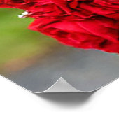 Poster Doses blanches avec ruban rouge en arc Rose (Coin)