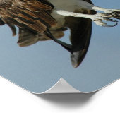 Poster d'Osprey hawk (Coin)