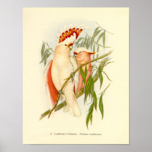 Poster Dossier de cacatoès de Gould - de Leadbetter