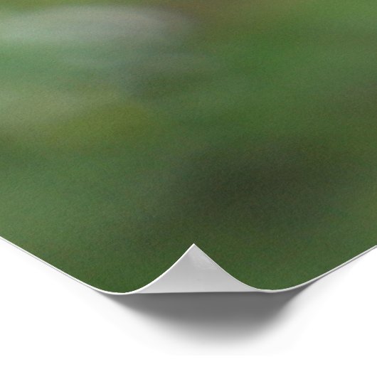 Poster d'Ostrich (Coin)