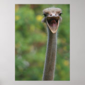 Poster d'Ostrich (Devant)