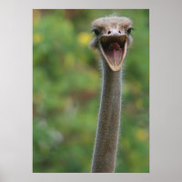 Poster d'Ostrich