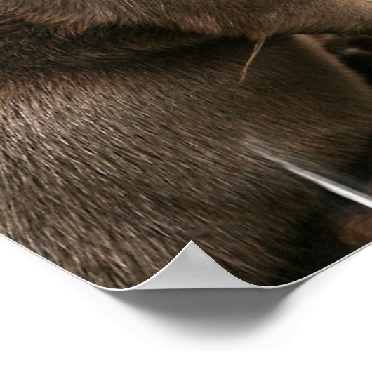 Poster d'Otter (Coin)