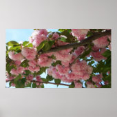 Poster Double Blossoming Cherry (Devant)