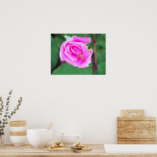 Poster Double bouton (rose) (Cuisine)