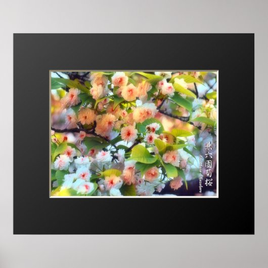 Poster Double Cherry Blossom: Kenrokuen-kikuzakura (Devant)